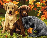 3 CUTE COLORFUL PUPPIES