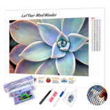 SUCCULENT PLANT - DIY PAINTING BY NUMBERS KIT