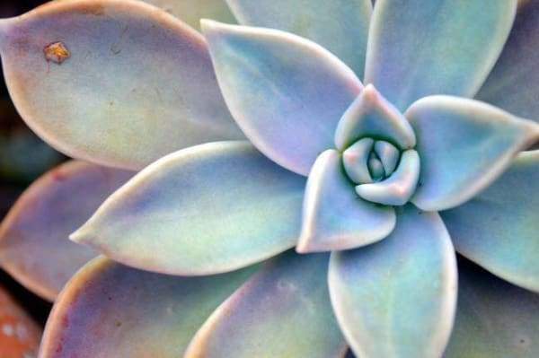 SUCCULENT PLANT - DIY PAINTING BY NUMBERS KIT